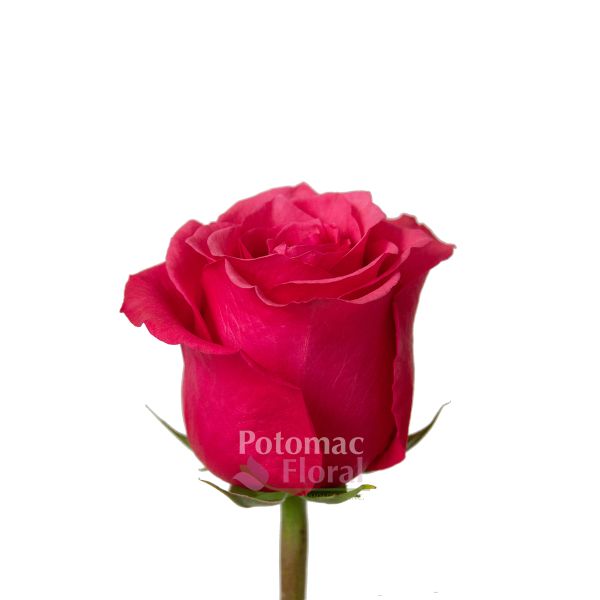 Cherry O Rose Hot Pink, 50 to 60 cm - Potomac Floral Wholesale